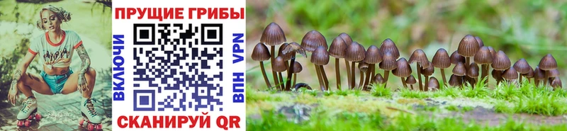 Галлюциногенные грибы Psilocybe где купить наркоту Невельск